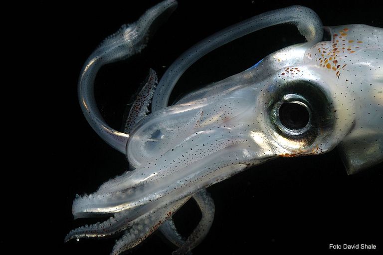 Tiefseekalmar vom Mittelatlantischen Rücken. Foto: David Shale, Mar-Eco