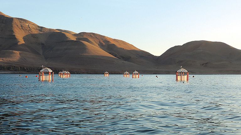 2017, Callao, Peru: Vor der peruanischen Pazifikküste wurden die Auswirkungen des Sauerstoffrückgangs auf die Produktivität des Humboldt-Auftriebssystems untersucht.