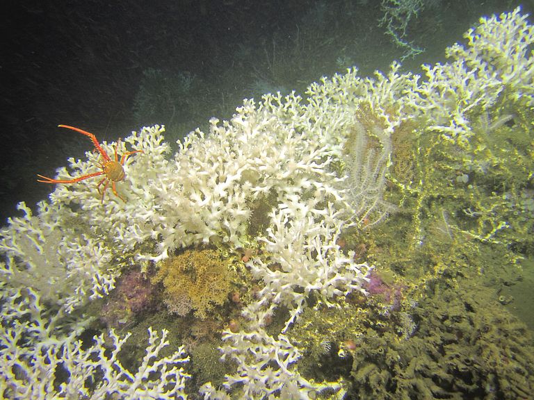 Kaltwasserkorallenriff mit Lophelia pertusa in 350 Meter Wassertiefe im Zentrum der Sauerstoffminimumzone vor Angola im Südost-Atlantik. Foto: MARUM – Zentrum für Marine Umweltwissenschaften, Universität Bremen