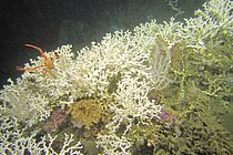 Cold water coral reef with Lophelia pertusa in 350 meter water depth in the centre of the oxygen minimum zone off Angola in the south­east Atlantic. Photo: MARUM - Center for Marine Environmental Sciences, University of Bremen