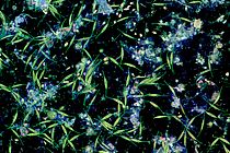 Von Bakterien und Mikroalgen auf einer Plastikoberfläche in Wasser aus der Kieler Förde gebildeter Biofilm. Die Aufnahme wurde mit Konfokaler Laserrastermikroskopie angefertigt. Foto: Jan Michels/Future Ocean