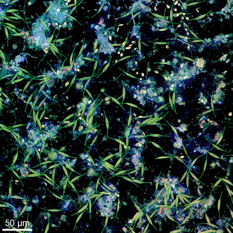 Von Bakterien und Mikroalgen auf einer Plastikoberfläche in Wasser aus der Kieler Förde gebildeter Biofilm. Die Aufnahme wurde mit Konfokaler Laserrastermikroskopie angefertigt. Foto: Jan Michels/Future Ocean