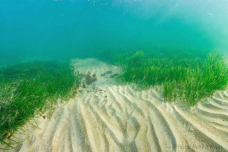 Using sea grass as an example, the new study shows that clones are genetically not as homogeneous as assumed - and can therefore successfully compete in the environment. Photo: Pekka Tuuri 