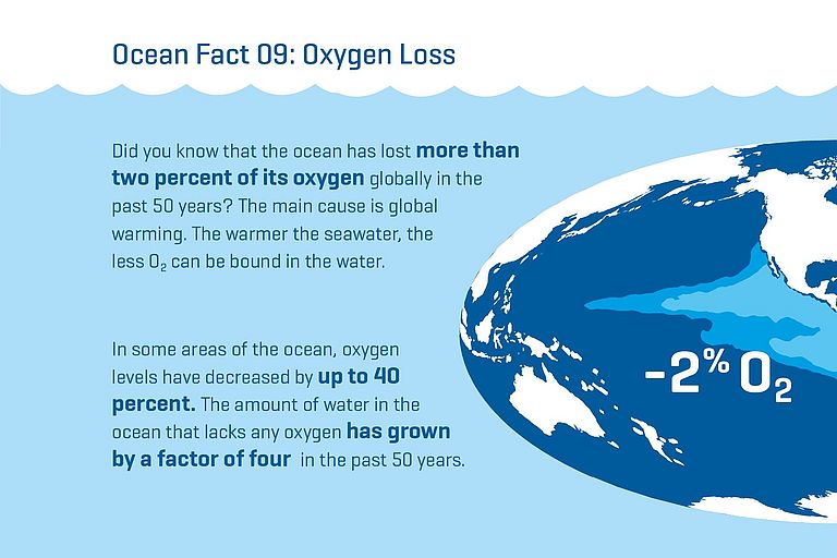 Did you know that the ocean has lost more than two percent of its oxygen globally in the past 50 years? The main cause is global warming. The warmer the seawater, the less O2 can be bound in the water. In some areas of the ocean, oxygen levels have decreased by up to 40 percent. The amount of water in the ocean that lacks any oxygen has grown by a factor of four in the past 50 years.