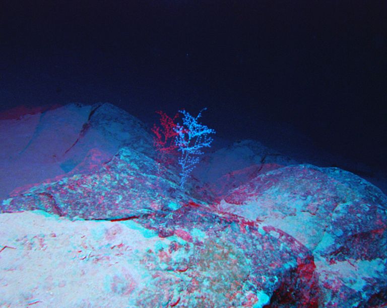 Weichkoralle auf erkaltetem Lavastrom. (Stereo-Aufnahme! 3-D-Effekt mit Rot-Grün-Brille). Foto: IFM-GEOMAR