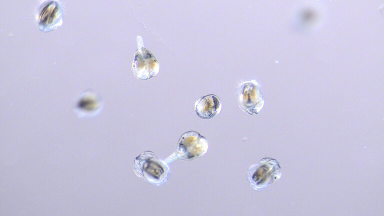 Small objects (oyster larvae) under the microscope
