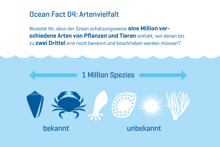 Wusstet Ihr, dass der Ozean schätzungsweise eine Million verschiedene Arten von Pflanzen und Tieren enthält, von denen bis zu zwei Drittel erst noch benannt und beschrieben werden müssen?