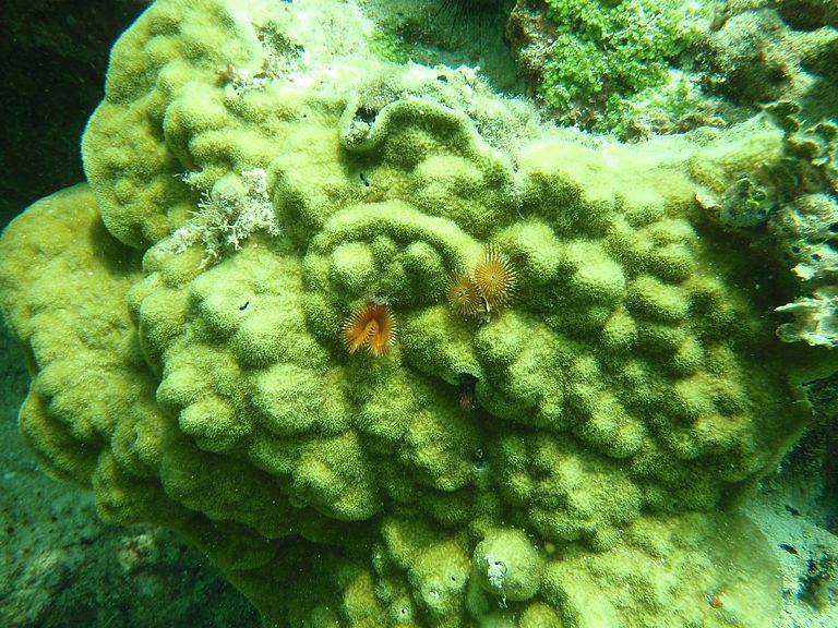 Nahaufnahme von Korallen der Art Porites astreoides. Foto: Elizabeth D. Crook