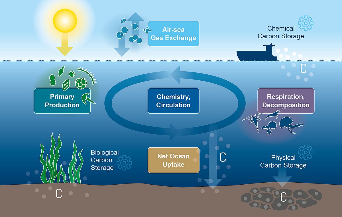 Overview of processes and research topics of the IRF "Marine Carbon Sinks". Illustration: Christoph Kersten/GEOMAR 