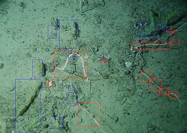 Durch eine automatische Bildanalyse ist es möglich, auch in Videos Korallenfauna und Substratklassen quantitativ zu identifizieren. Daten wurden unter anderem während einer MIDAS Fahrt mit FS PELAGIA am Condor Seamount in der Nähe der Azoren aufgenommen (Link zum Video siehe unten)