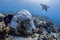 Eine ausgebleichte riffbildende Koralle der Gattung Porites. Diese Korallenart sind wichtige Erbauer der meisten Riffe im ganzen Indopazifischen Raum. Durch immer länger anhaltende Hitzewellen und immer extremere Temperaturen stehen heute schon die Korallen und somit die marinen Ökosysteme der Tropen kurz vor dem Kollaps. Foto: A. Roik