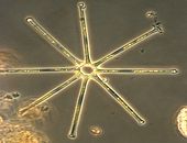 Asterionella bleakleyi (diatom)