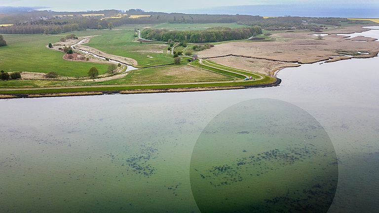 Luftaufnahme einer SeaStore-Versuchsfläche zur Wiederanpflanzung von Seegras