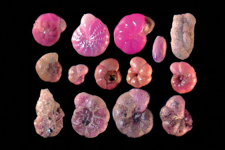 Stained foraminifera from the North and Baltic Seas. Photos: Joachim Schönfeld / GEOMAR