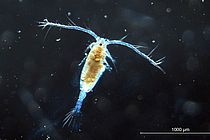 Copepode