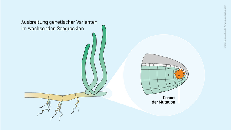 Ausbreitung genetischer Varianten im wachsenden Seegrasklon