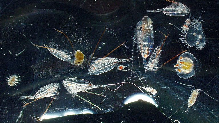 Zooplankton photographed in the microscopy lab. 