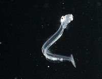Herring larva  5 weeks old  Foto: F. Jutfeld