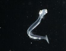 5 weeks old herring larva                          Photo: F. Jutfeld