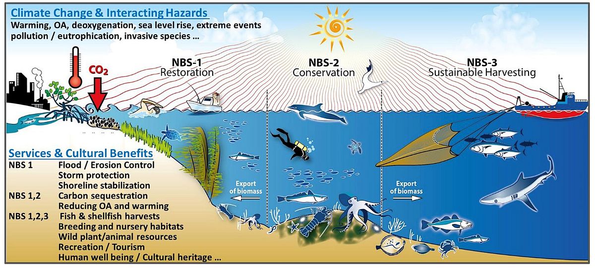 Figure 1 The three nature-based solutions (NBS) advanced in FutureMARES to provide climate resilient pathways, allowing adaptation and mitigation of impacts of CC and other interacting hazards through the maintenance and enhancement of biodiversity, natural capital and ecosystem services as well as cultural benefits. OA = ocean acidification. (Schematic taken from the FutureMARES proposal).