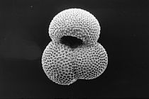Eine planktische Foraminifere der Art Globigerinoides ruber white. Foraminiferen speichern Umweltinformationen in ihren Kalkschalen. Doch sie vertreiben auch mit den Meereströmungen. Das muss bei Klimarekonstruktionen berücksichtigt werden, sagt die neue Studie. Foto: T. Boeschen, GEOMAR