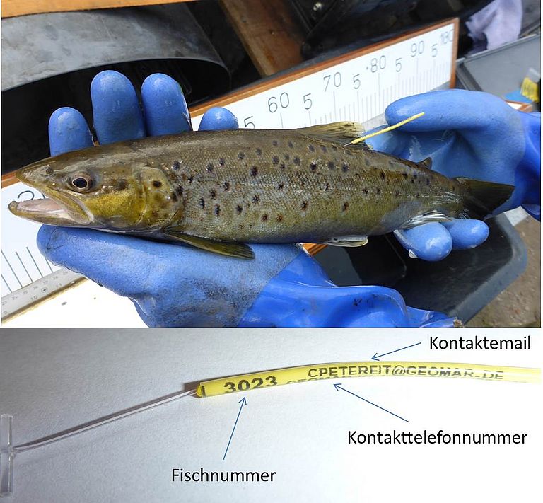 Gekennzeichneter Fisch mit Schreibung. Foto: C. Petereit, GEOMAR.