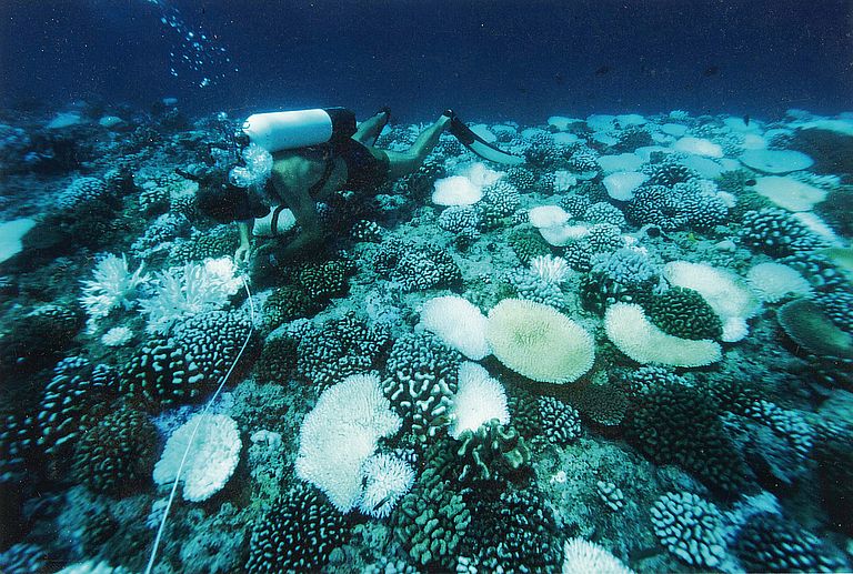 Korallenriffe vor Tahiti. Fossile Korallenriffe sind gute Indikatoren für Meeresspiegelschwankungen. Dafür müssen sie aber genau datiert werden. Prof Dr. Edouard Bard hat dazu grundlegende Arbeiten geleistet. Foto: Edouard Bard