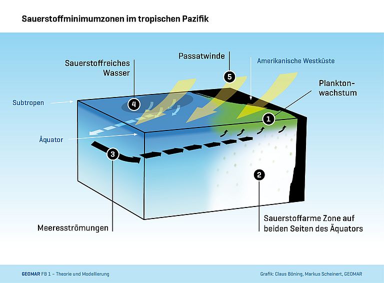 Schema des Tropischen Pazifiks: Starkes Planktonwachstum (1) führt zu einer hohen Sauerstoffzehrung und ausgedehnten sauerstoffarmen Zonen (2). Die Meeresströmungen (3) sorgen in einigen hundert Metern Tiefe für einen Zustrom von sauerstoffreicherem Wasser aus den Subtropen (4). Durch Schwankungen der Passatwinde (5) unterliegt dieser Zustrom starken, jahrzehntelangen Veränderungen. Grafik: Claus Böning, Markus Scheinert, GEOMAR