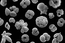  Fossil plankton shells from the Eocene Epoch. The largest specimens are up to a millimetre in size. 
