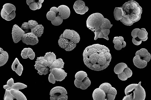 Fossile Planktonschalen aus dem Eozän, bis zu 1 Millimeter groß.