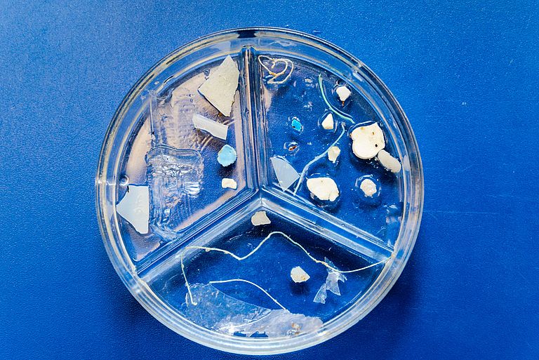 Petrischale mit verschieden großen Plastikpartikel. Foto: Mark Lenz/GEOMAR