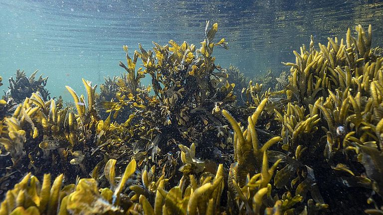 Marine organisms such as brown algae like bladderwrack contain substances with anti-inflammatory effects that also play an important role in medicine. 