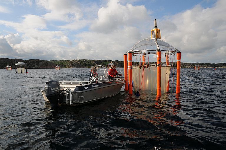 2013 haben die Wissenschaftlerinnen und Wissenschaftler aus Kiel Heringslarven im schwedischen Gullmarsfjord in den KOSMOS-Mesokosmen zukünftigen CO2-Bedingungen ausgesetzt. Foto: Maike Nicolai (CC BY 4.0)