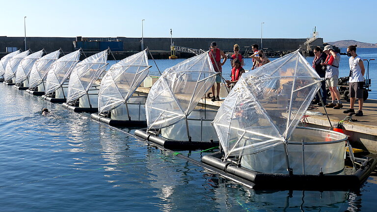 Neun sechseckige Rahmen scheinen auf dem Wasser zu schwimmen, oben schauen transparente Kunststoffsäcke heraus, darüber jeweils ein transparenter Kunststoffschirm, der ein bisschen an einen Regenschirm erinnert als Deckel 
