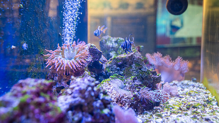 Aquarium 