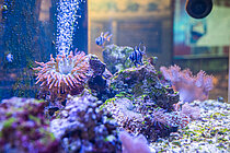 Aquarium 