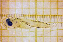 Cod larve. Photo: T. Reusch, GEOMAR.