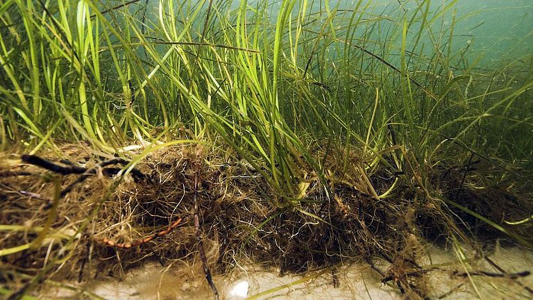 Seagrass meadows grow in height as well as in width and depth. 