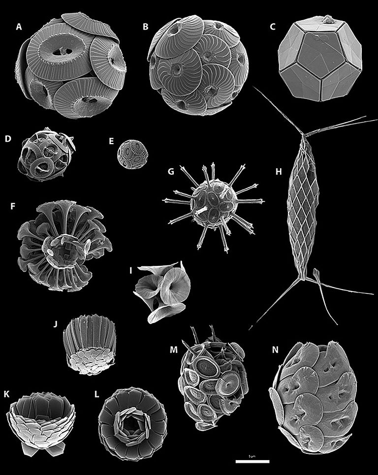 Mikroskopaufnahme verschiedener Coccolithophoriden: (A) Coccolithus pelagicus, (B) Calcidiscus leptoporus, (C) Braarudosphaera bigelowii, (D) Gephyrocapsa oceanica, (E) E. huxleyi, (F) Discosphaera tubifera, (G) Rhabdosphaera clavigera, (H) Calciosolenia murrayi, (I) Umbellosphaera irregularis, (J) Gladiolithus flabellatus, (K and L) Florisphaera profunda, (M) Syracosphaera pulchra, and (N) Helicosphaera carteri. Maßstab: 5μm. Abbildung: Fanny M. Monteiro et al. Sci Adv 2016;2:e1501822
