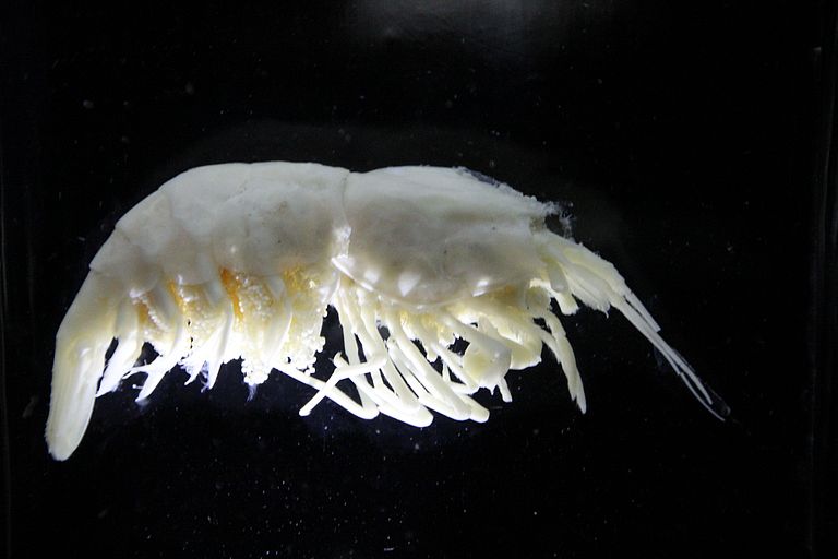 Tiefseekrebs. Foto: A. Villwock, GEOMAR
