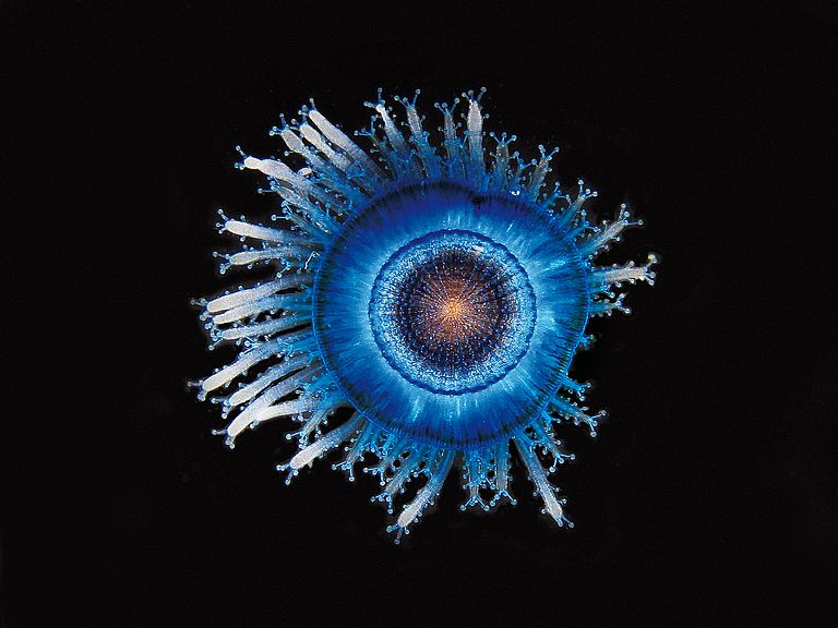 The blue button jellyfish Porpita porpita. Photo: U. Piatkowski.