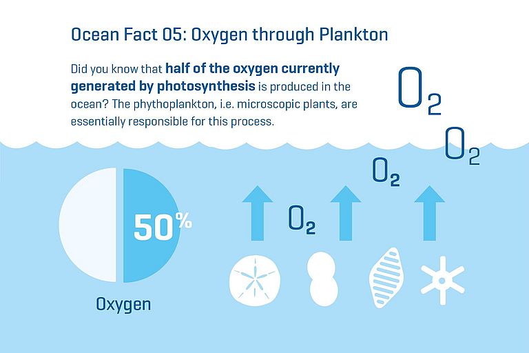 Did you know that phytoplankton provides half of the oxygen we breathe? Without the ocean, the prospects for human life on Earth would be greatly diminished. 