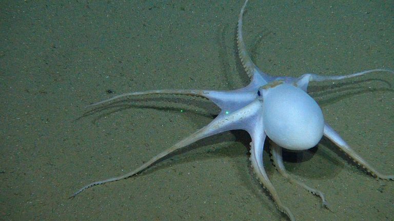Im September 2015 filmt das ROV KIEL 6000 in mehr als 4000 Metern Wassertiefe eine unbekannte Oktopus-Art. Foto: ROV-Team, GEOMAR