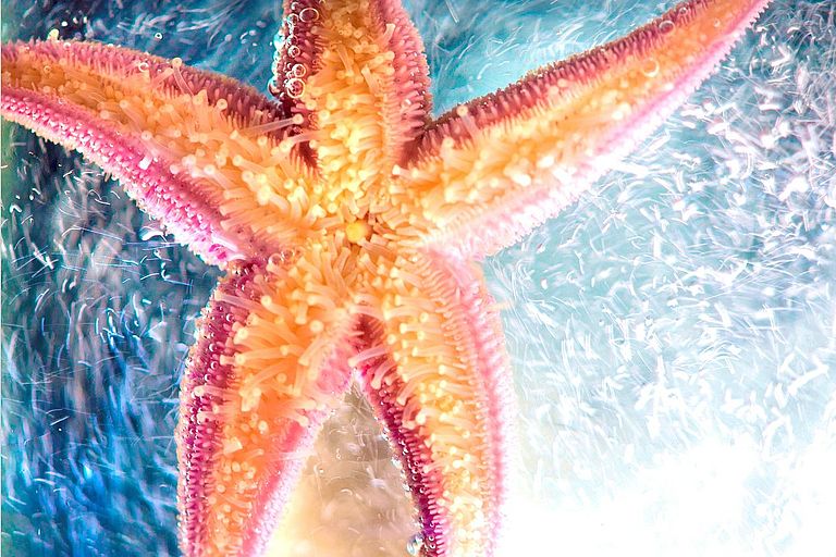 Seestern. Foto: Stephanie Pohl, Sabrina Warnk, Alena Gall