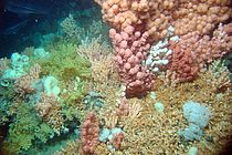[Translate to English:] Kaltwasserkorallenriff in Nordnorwegen. Die Korallen bilden entlang der gesamten europäischen Küste große Riffe. Foto: ROV-Team, GEOMAR.