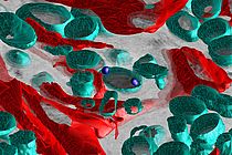 Die dreidimensionale Darstellung des Schwammgewebes verdeutlicht den engen Kontakt von Schwammzellen (rot) mit den im Schwamm lebenden Bakterien (türkis). Foto: Martin T. Jahn/GEOMAR