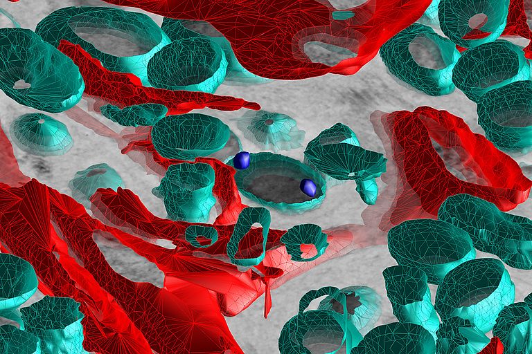 The three-dimensional representation of the sponge tissue illustrates the close contact of sponge cells (red) with the bacteria (turquoise) living in the sponge.. Photo: Martin T. Jahn/GEOMAR