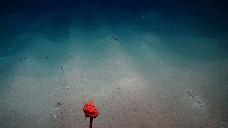 Plough tracks in the so-called DISCOL area. Even after 26 years, these disturbances of the seabed are clearly visible. Photo: ROV team/GEOMAR