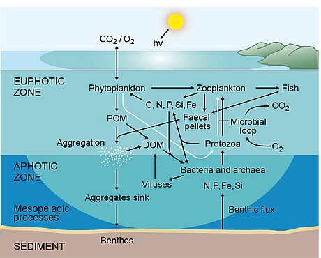 This figure schematically illustrates pathways and interfering processes in the pelagic ocean between the two marine interfaces. POM: particulate organic matter, DOM: dissolved organic matter (adopted from Azam & Malfatti 2007, Nat. Rev. Micro. 5)