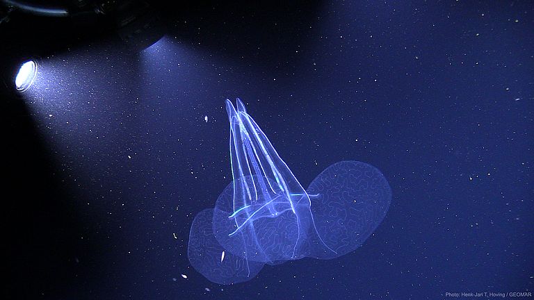 Die Rippenqualle Kiyohimea usagi. Foto: Henk-Jan T. Hoving / GEOMAR